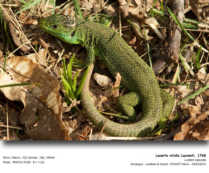 Lacerta viridis Laurenti, 1768 #15238