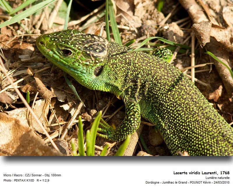 Lacerta viridis Laurenti, 1768 #15239