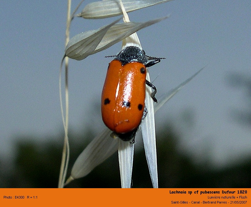 Lachnaia pubescens Dufour 1820 #6189