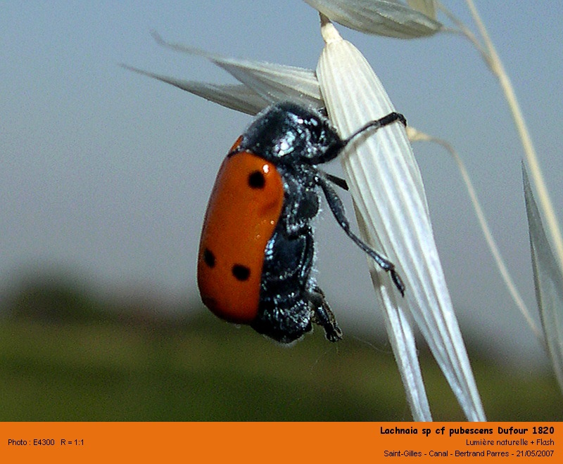 Lachnaia pubescens Dufour 1820 #6190