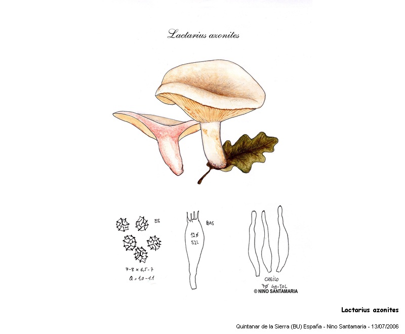 Lactarius azonites (Bull.:Fr.) #4647