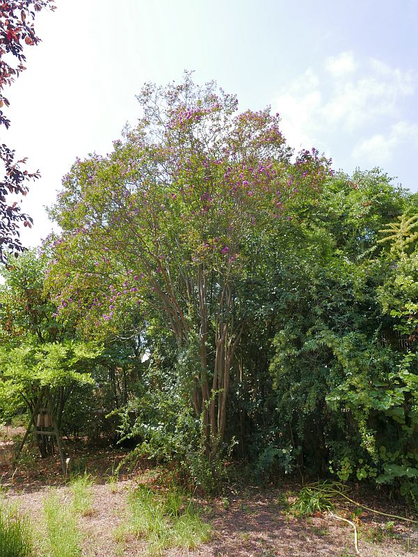 Lagerstroemia indica Linné, 1859 #46501