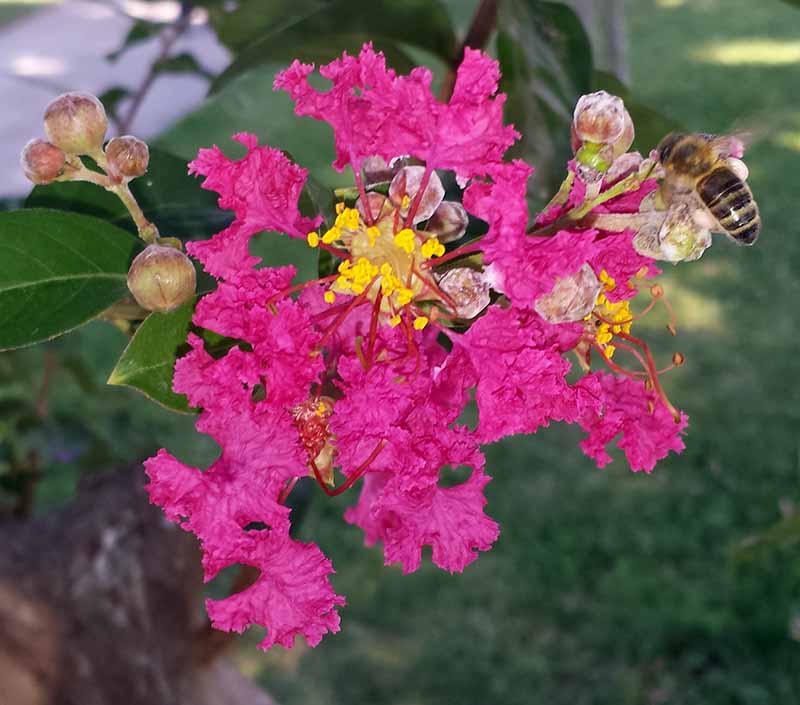 Lagerstroemia indica Linné, 1859 #46479