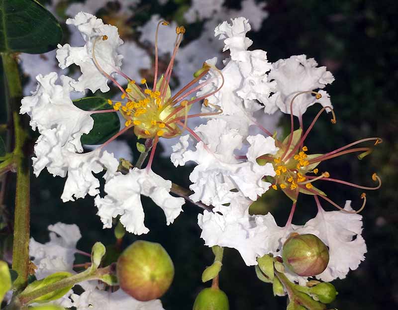Lagerstroemia indica Linné, 1859 #46478