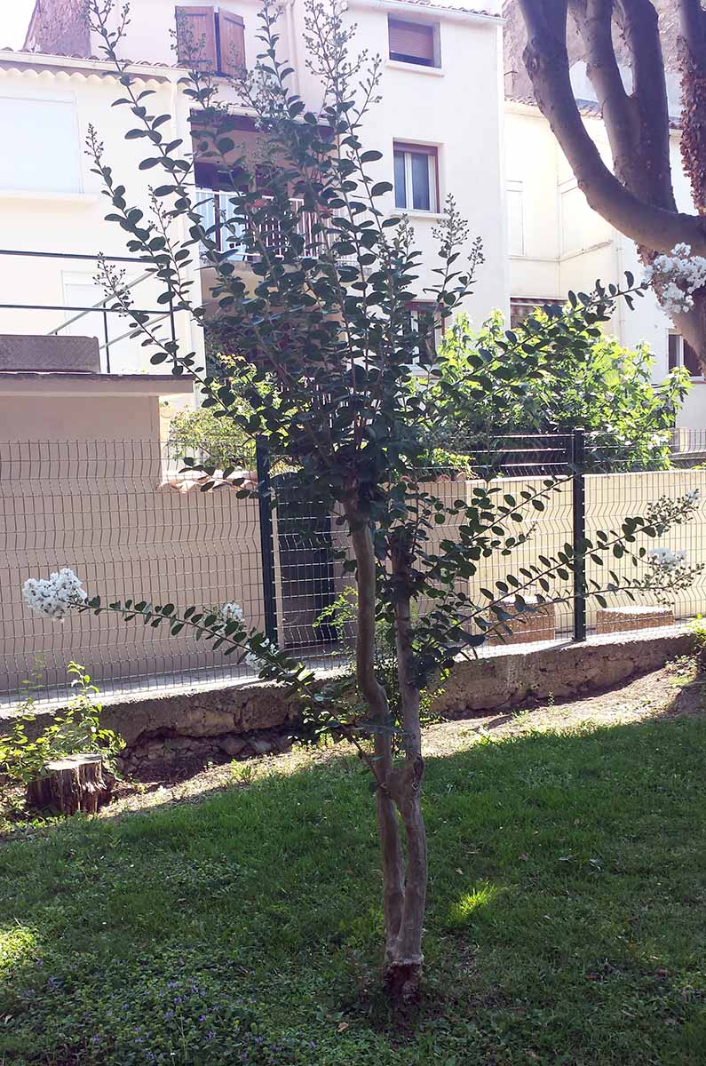 Lagerstroemia indica Linné, 1859 #46474