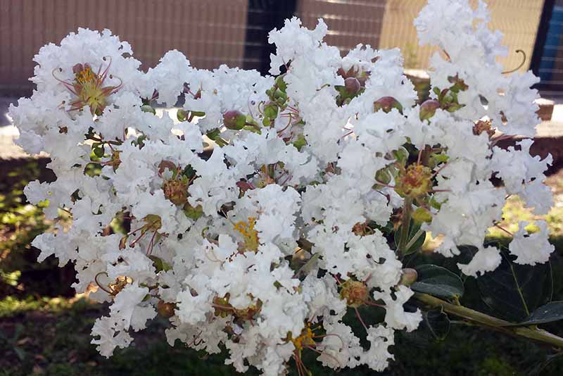 Lagerstroemia indica Linné, 1859 #46477