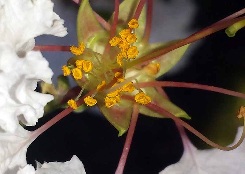 Lagerstroemia indica Linné, 1859 #46480