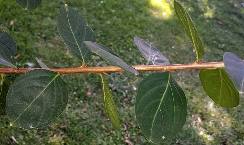 Lagerstroemia indica Linné, 1859 #46475