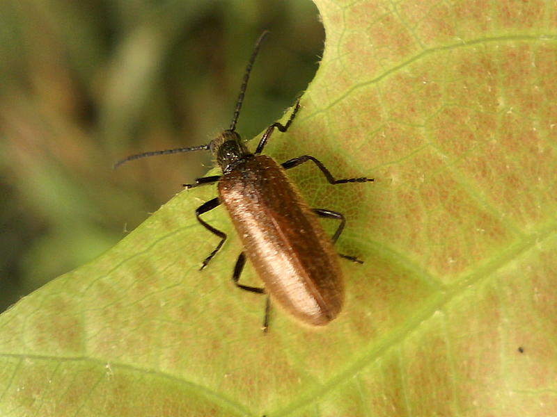 Lagria hirta #32617