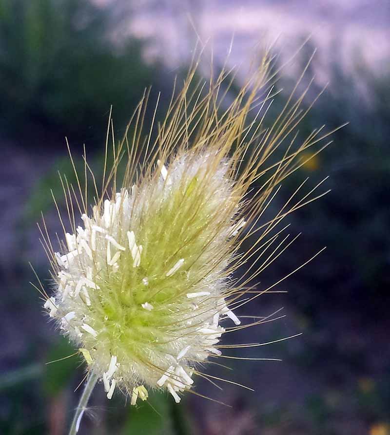 Lagurus ovatus #49865
