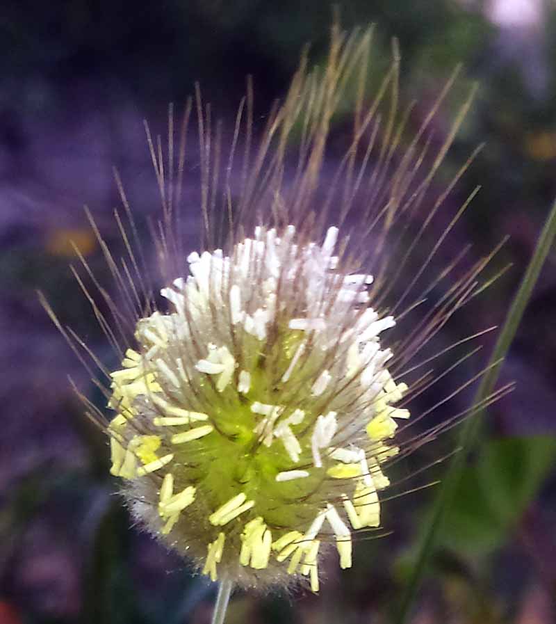Lagurus ovatus #49863
