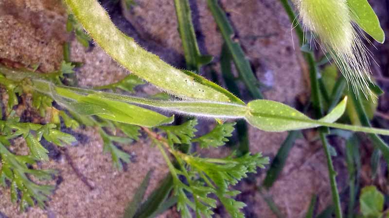 Lagurus ovatus #49862