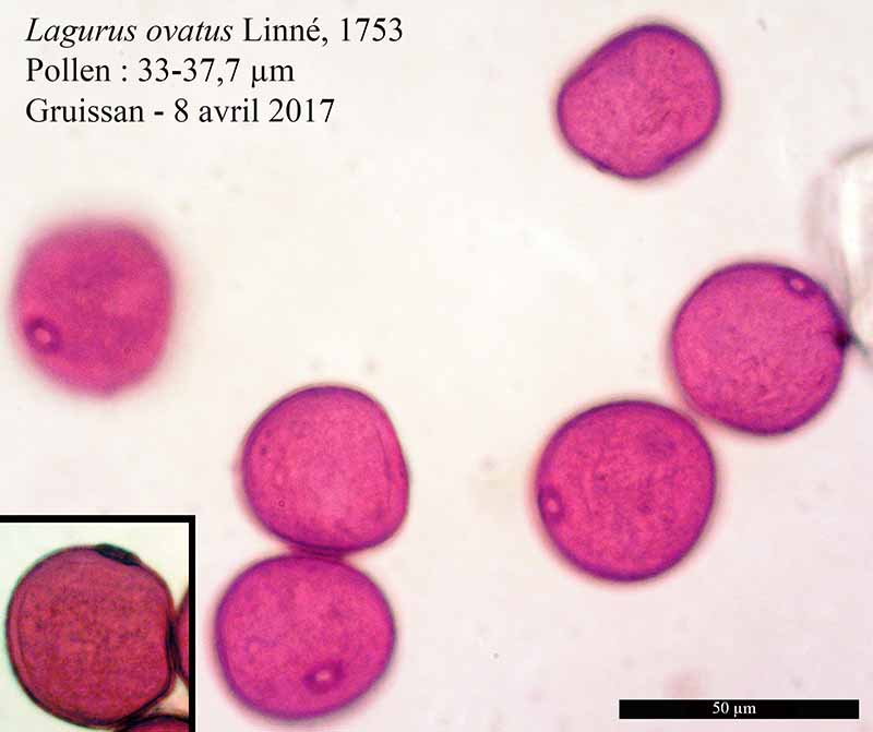 Lagurus ovatus #49866