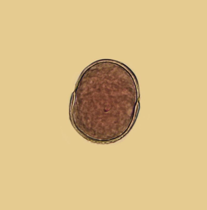 Lamier Maculatum-Lamier maculé #63400