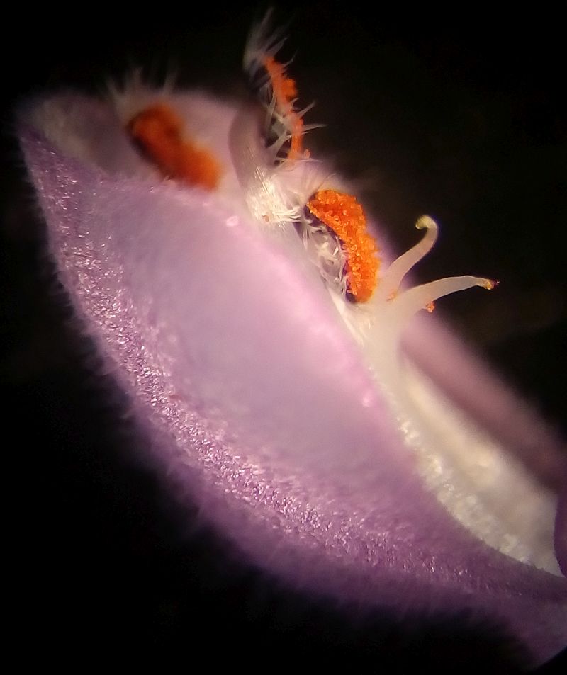 Lamier Maculatum-Lamier maculé #63398