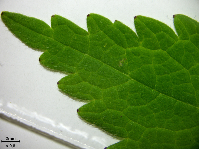 Lamium album L. #85756