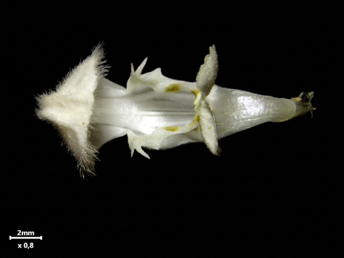 Lamium album L. #85767