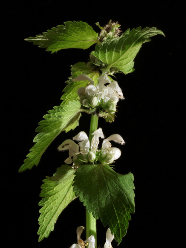 Lamium album L. #85749