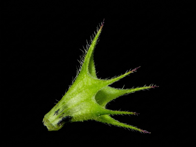 Lamium album L. #85761