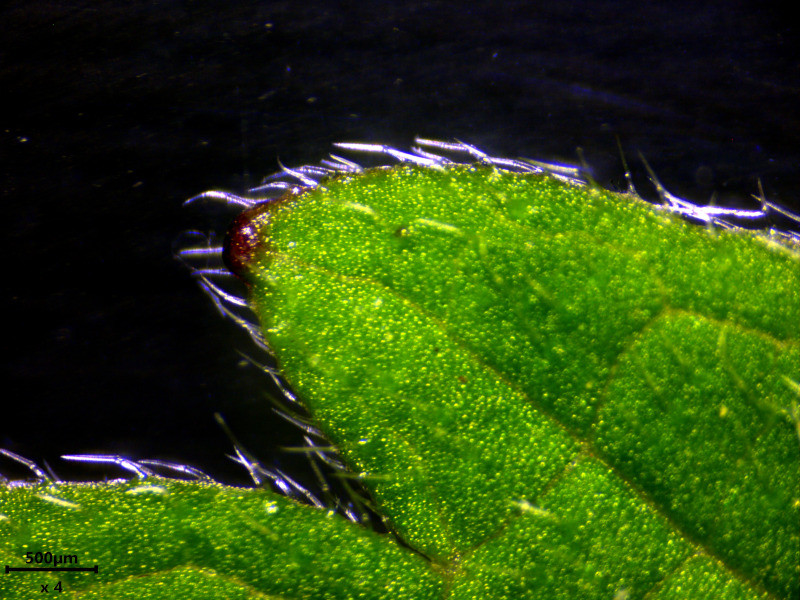 Lamium album L. #85757