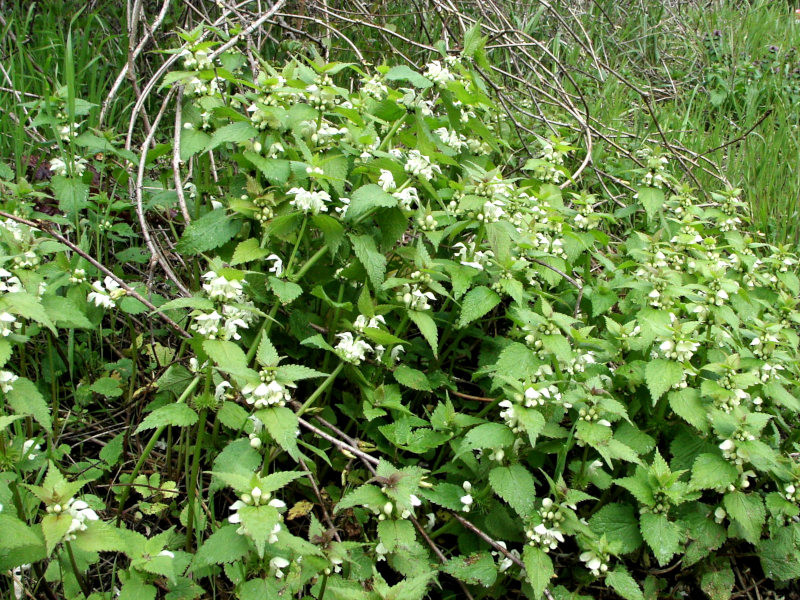 Lamium album L. - Lamier blanc #85771