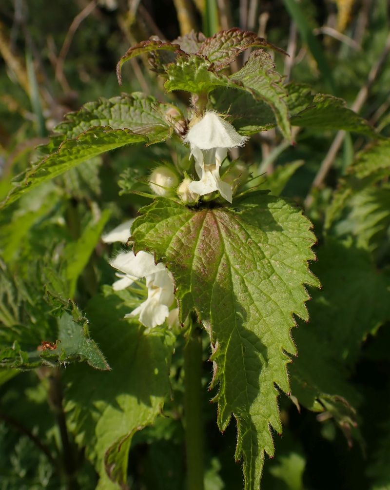 Lamium album-Lamier blanc #66540