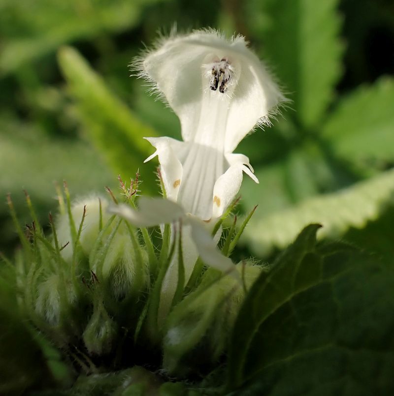 Lamium album-Lamier blanc #66538