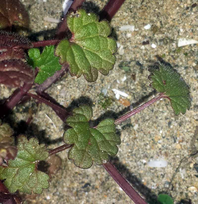 Lamium amplexicaule #48904