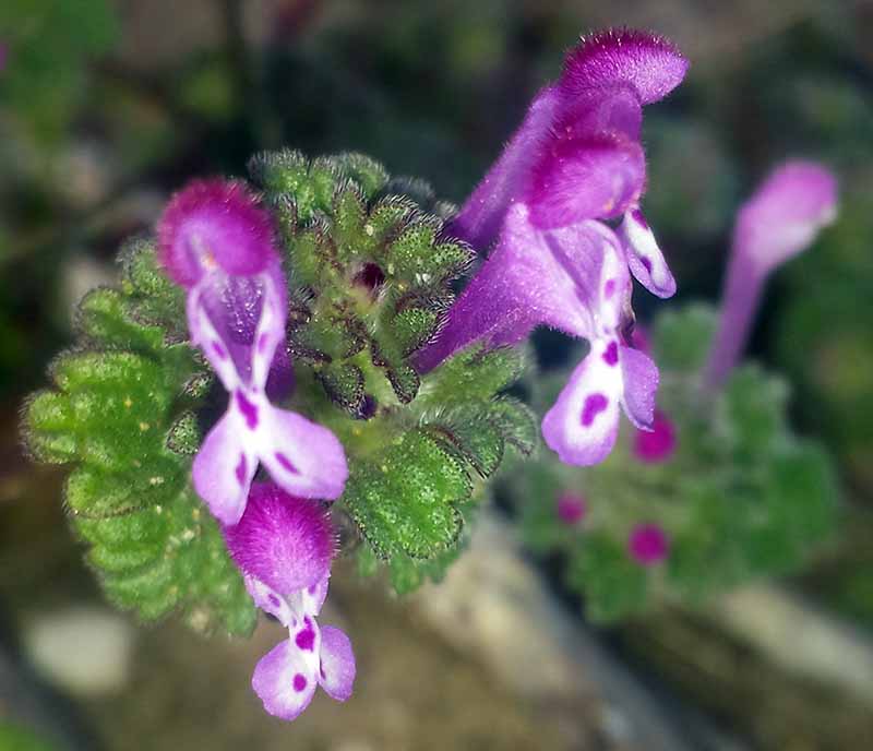 Lamium amplexicaule #48906