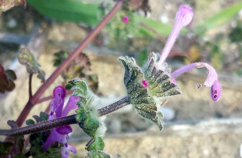 Lamium amplexicaule #48905