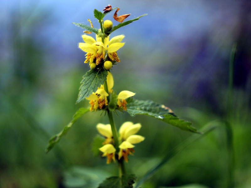 Lamium galeobdolon L - Lamier jaune #86422