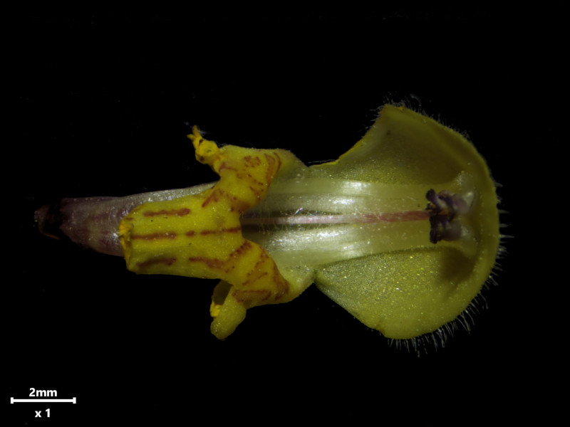 Lamium galeobdolon L - Lamier jaune #86437