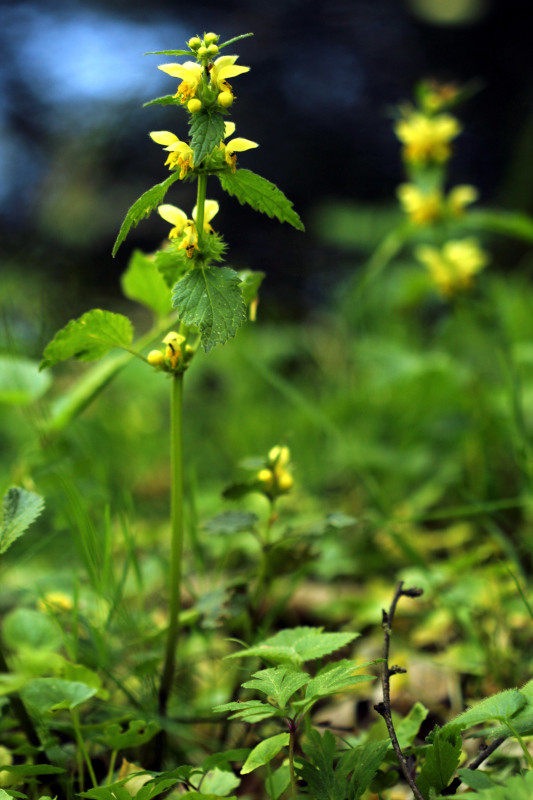 Lamium galeobdolon L - Lamier jaune - pollen #86415