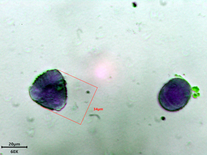 Lamium galeobdolon L - Lamier jaune - pollen #86420