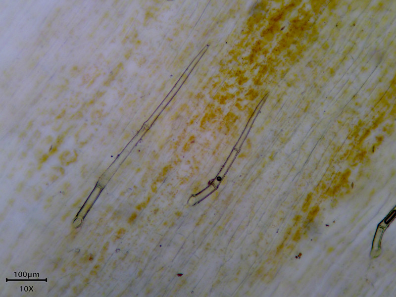 Lamium galeobdolon L - Lamier jaune #86424