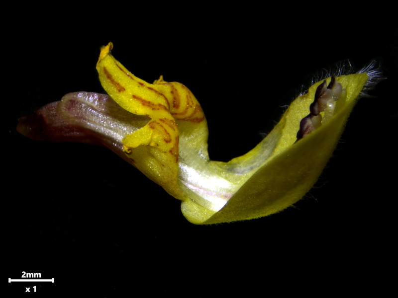 Lamium galeobdolon L - Lamier jaune #86436