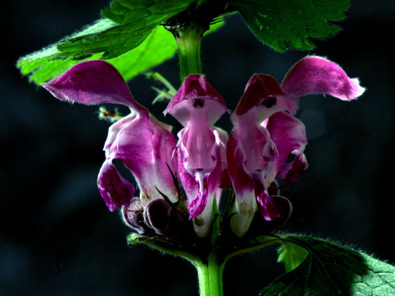 Lamium maculatum L. #85789