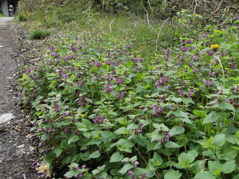 Lamium maculatum L. #85786