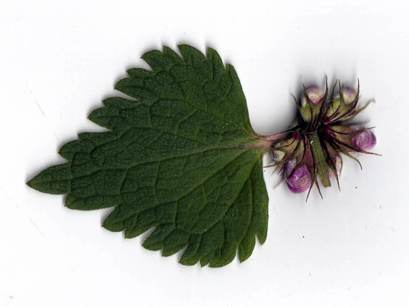 Lamium maculatum L. #85790