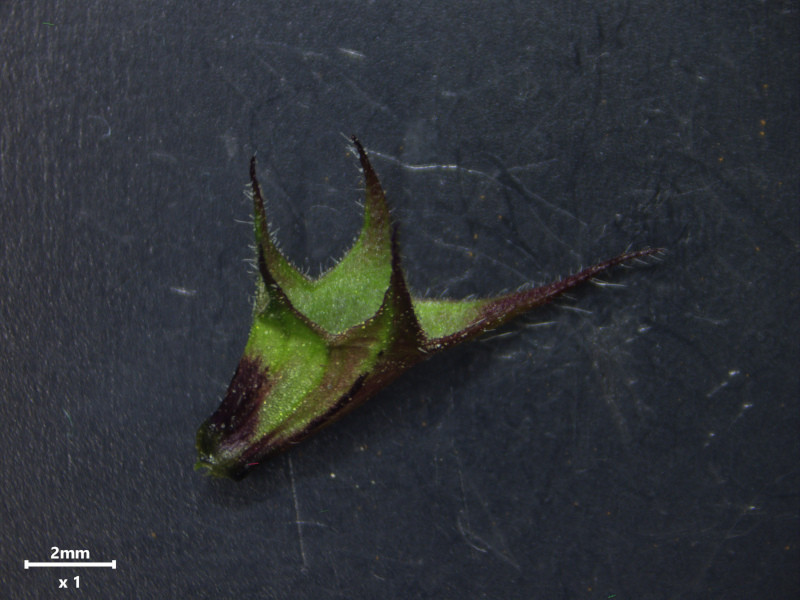 Lamium maculatum L. #85802
