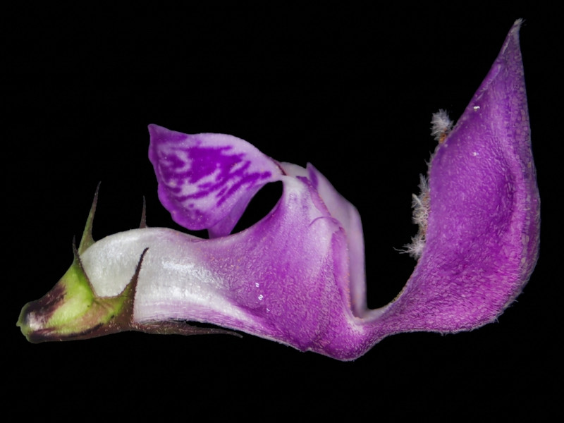 Lamium maculatum L. #85804