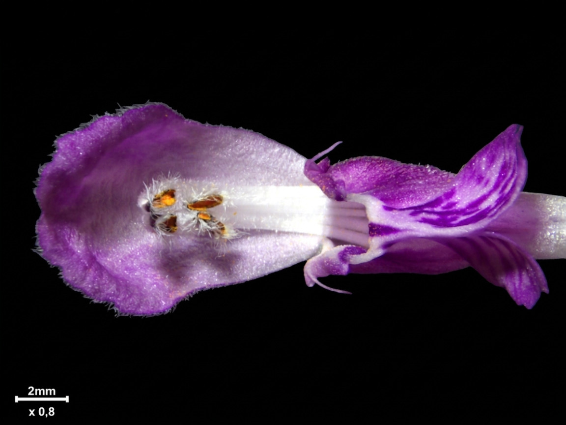 Lamium maculatum L. #85805