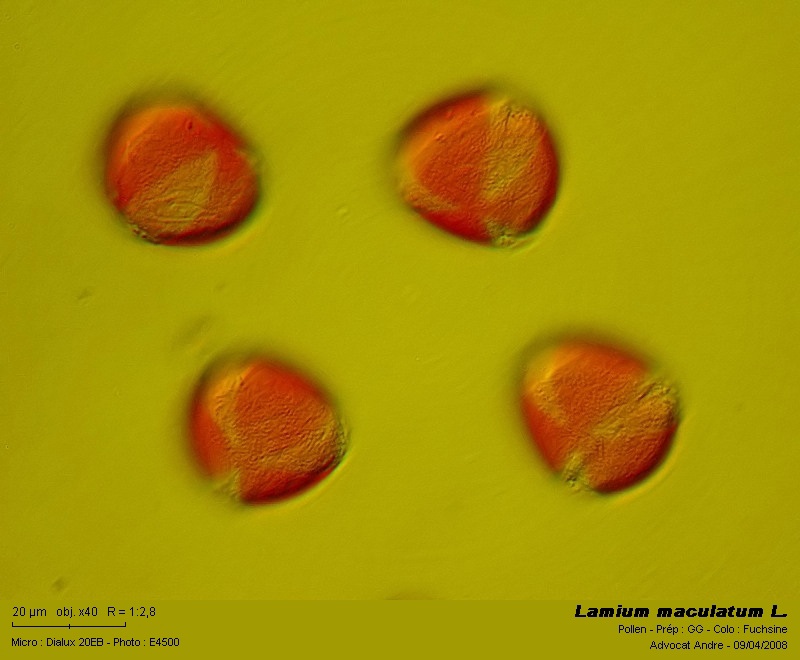 Lamium maculatum L. #3222