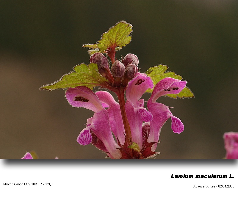 Lamium maculatum L. #3221