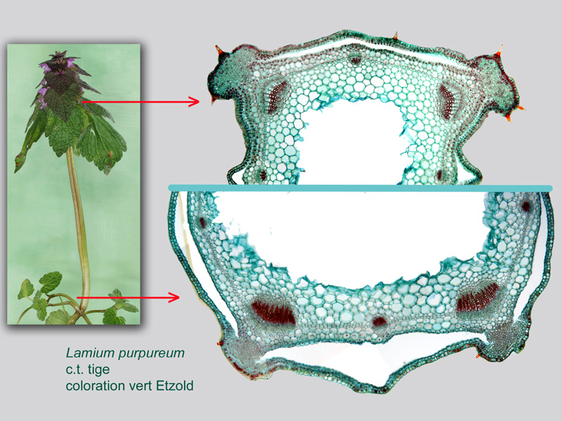 Lamium purpureum, histologie,histology. #21059