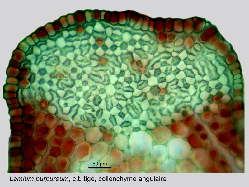 Lamium purpureum, histologie,histology. #21061