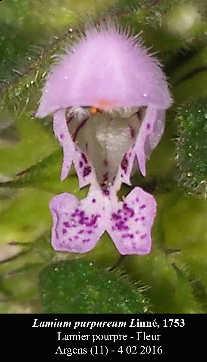 Lamium purpureum L. #43772