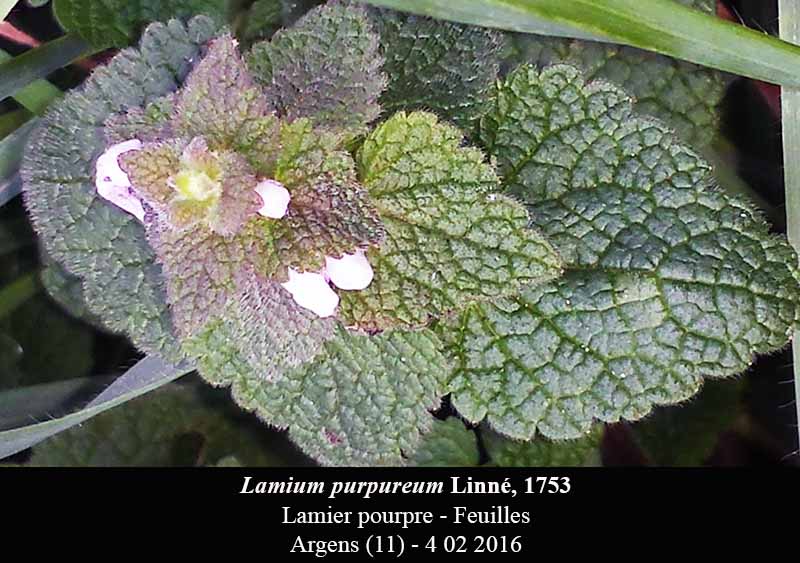 Lamium purpureum L. #43771