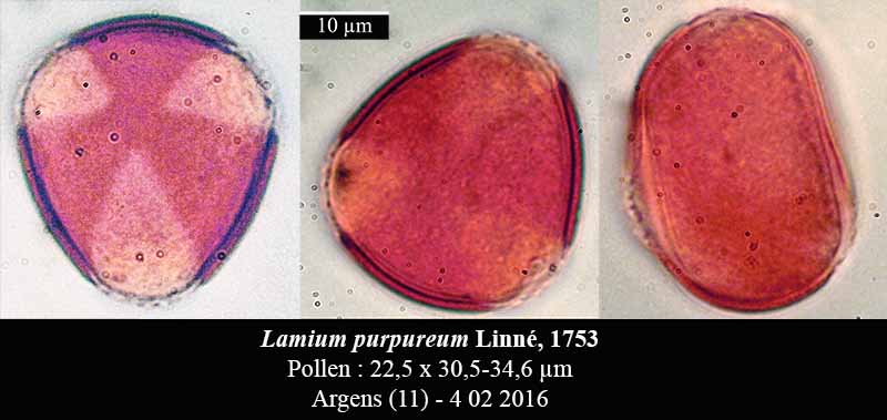 Lamium purpureum L. #43773