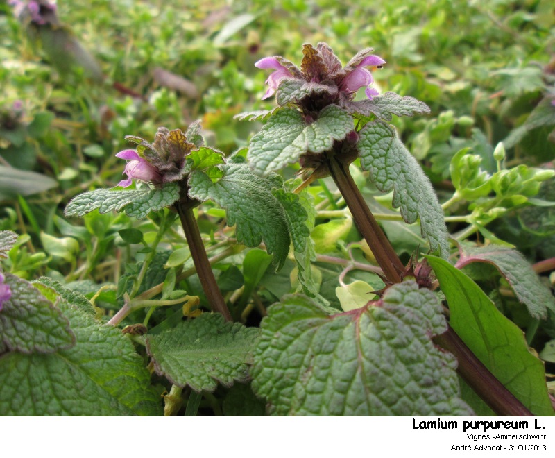 Lamium purpureum L. #29899
